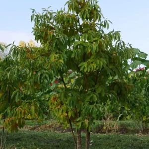 3 Sassafras Albidum Dormant Bare Root Trees 1-2 Ft Tall - Outdoor Deciduous Plants - Image 6