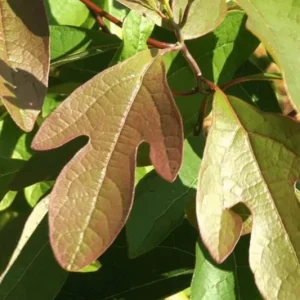 3 Sassafras Albidum Dormant Bare Root Trees 1-2 Ft Tall - Outdoor Deciduous Plants - Image 7