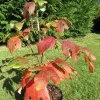 3 Sassafras Albidum Dormant Bare Root Trees 1-2 Ft Tall - Outdoor Deciduous Plants - Image 1