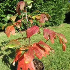 3 Sassafras Albidum Dormant Bare Root Trees 1-2 Ft Tall - Outdoor Deciduous Plants - Image 1