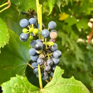 3 Wild Grape Vine Plants - Live, Dormant, Blue to Black Grapes, 1-2 Ft Tall - Image 10