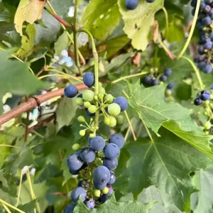 3 Wild Grape Vine Plants - Live, Dormant, Blue to Black Grapes, 1-2 Ft Tall - Image 4