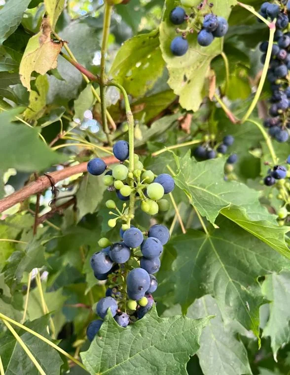 3 Wild Grape Vine Plants - Live, Dormant, Blue to Black Grapes, 1-2 Ft Tall - Image 4