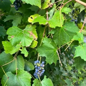 3 Wild Grape Vine Plants - Live, Dormant, Blue to Black Grapes, 1-2 Ft Tall - Image 5