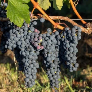 3 Wild Grape Vine Plants - Live, Dormant, Blue to Black Grapes, 1-2 Ft Tall - Image 7