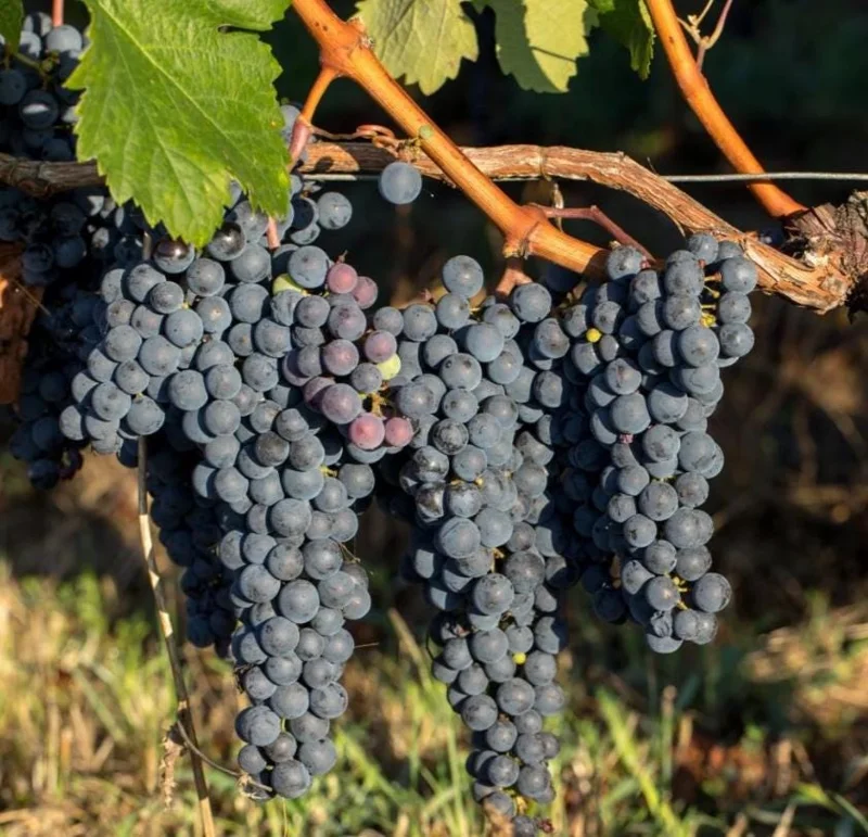 3 Wild Grape Vine Plants - Live, Dormant, Blue to Black Grapes, 1-2 Ft Tall - Image 7