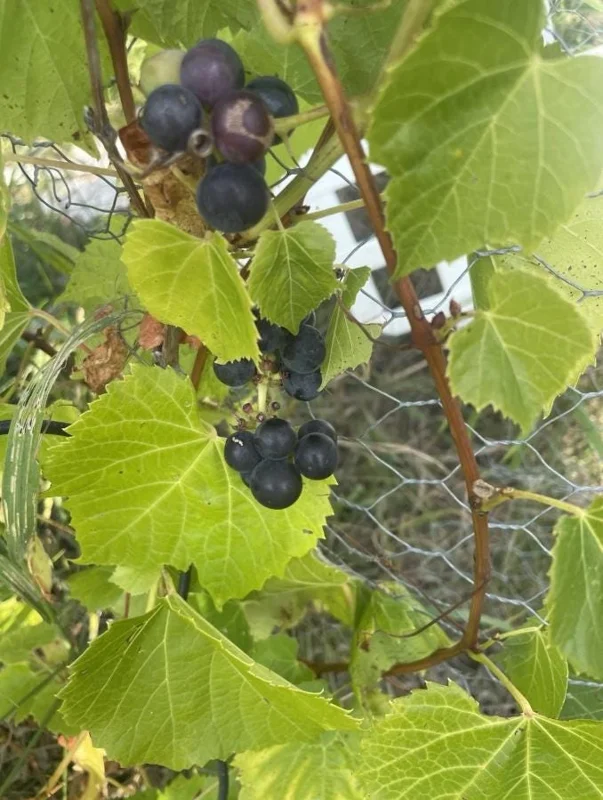 3 Wild Grape Vine Plants - Live, Dormant, Blue to Black Grapes, 1-2 Ft Tall - Image 8
