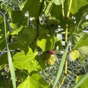 3 Wild Grape Vine Plants - Live, Dormant, Blue to Black Grapes, 1-2 Ft Tall - Image 9