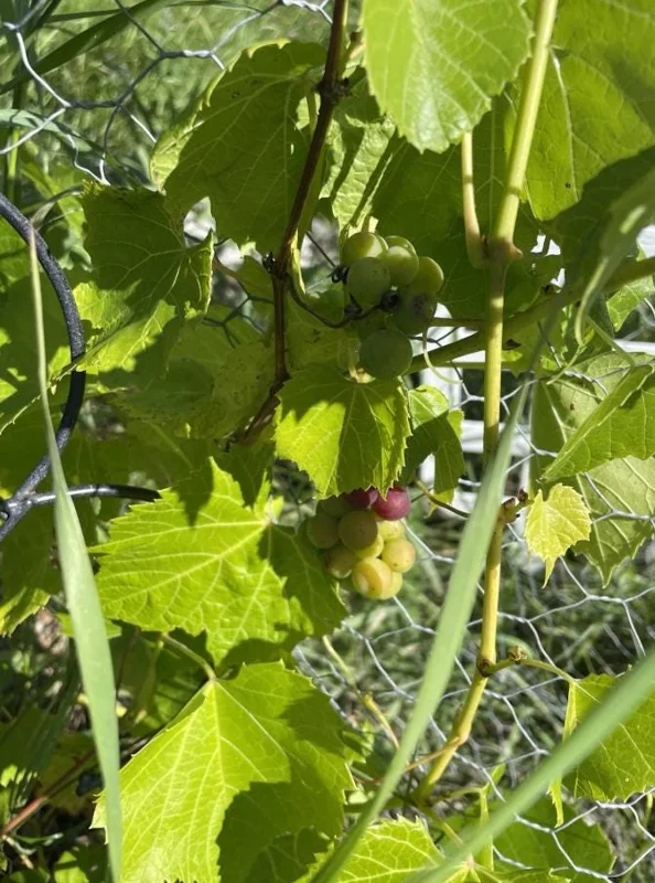 3 Wild Grape Vine Plants - Live, Dormant, Blue to Black Grapes, 1-2 Ft Tall - Image 9