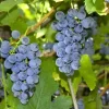 3 Wild Grape Vine Plants - Live, Dormant, Blue to Black Grapes, 1-2 Ft Tall - Image 1