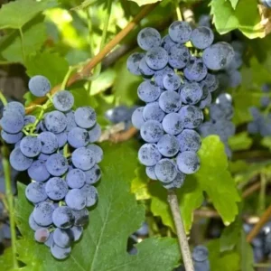3 Wild Grape Vine Plants - Live, Dormant, Blue to Black Grapes, 1-2 Ft Tall - Image 1