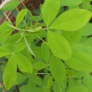 35 Chipilin Seeds - Rare Guatemalan Edible Herb Seeds for Planting, Yellow Flowers - Image 10