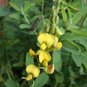 35 Chipilin Seeds - Rare Guatemalan Edible Herb Seeds for Planting, Yellow Flowers - Image 2