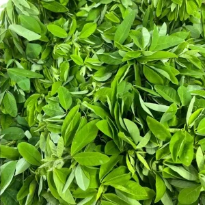 35 Chipilin Seeds - Rare Guatemalan Edible Herb Seeds for Planting, Yellow Flowers - Image 3