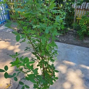 35 Chipilin Seeds - Rare Guatemalan Edible Herb Seeds for Planting, Yellow Flowers - Image 4