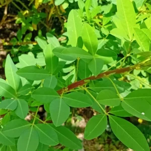 35 Chipilin Seeds - Rare Guatemalan Edible Herb Seeds for Planting, Yellow Flowers - Image 5