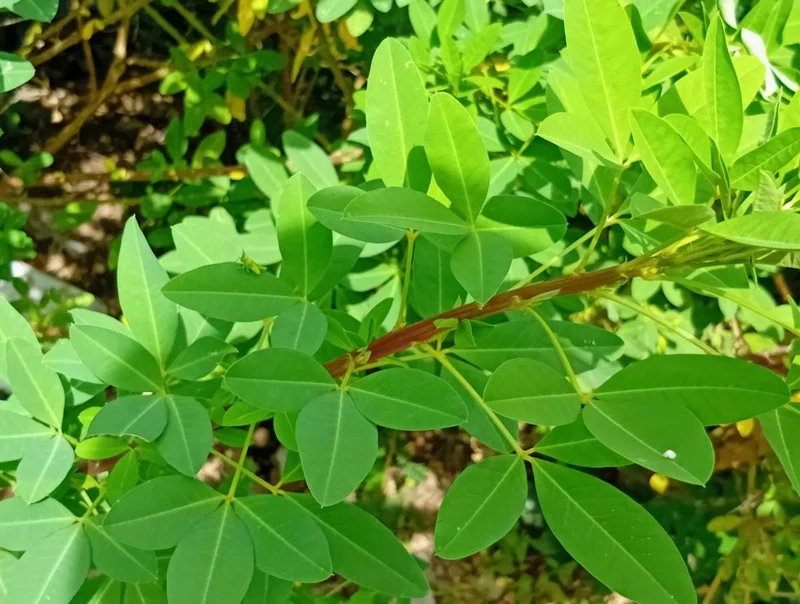 35 Chipilin Seeds - Rare Guatemalan Edible Herb Seeds for Planting, Yellow Flowers - Image 5