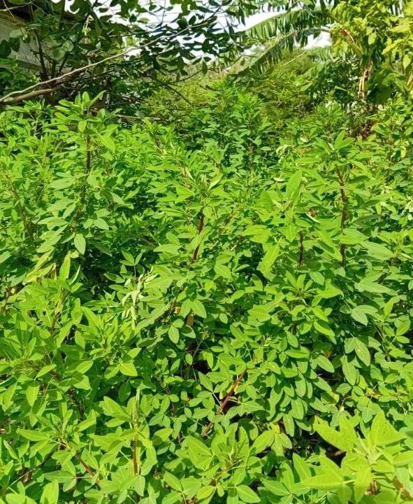 35 Chipilin Seeds - Rare Guatemalan Edible Herb Seeds for Planting, Yellow Flowers - Image 6