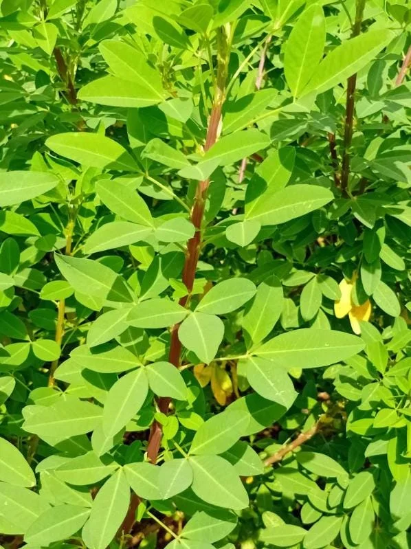 35 Chipilin Seeds - Rare Guatemalan Edible Herb Seeds for Planting, Yellow Flowers - Image 7