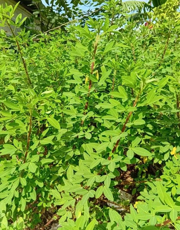 35 Chipilin Seeds - Rare Guatemalan Edible Herb Seeds for Planting, Yellow Flowers - Image 8