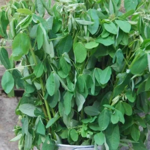 35 Chipilin Seeds - Rare Guatemalan Edible Herb Seeds for Planting, Yellow Flowers - Image 9
