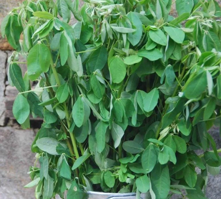 35 Chipilin Seeds - Rare Guatemalan Edible Herb Seeds for Planting, Yellow Flowers - Image 9