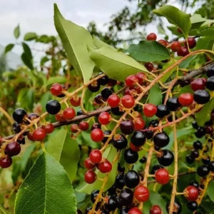 4 Black Cherry Trees Prunus Serotina Sweet Fruit Live Plants 2-3 Ft Tall - Image 10