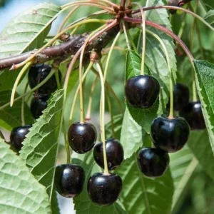 4 Black Cherry Trees Prunus Serotina Sweet Fruit Live Plants 2-3 Ft Tall - Image 2