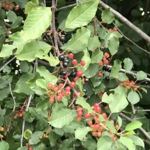 4 Black Cherry Trees Prunus Serotina Sweet Fruit Live Plants 2-3 Ft Tall - Image 4