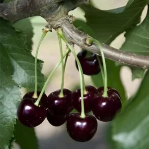 4 Black Cherry Trees Prunus Serotina Sweet Fruit Live Plants 2-3 Ft Tall - Image 5