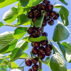 4 Black Cherry Trees Prunus Serotina Sweet Fruit Live Plants 2-3 Ft Tall - Image 6