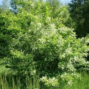 4 Black Cherry Trees Prunus Serotina Sweet Fruit Live Plants 2-3 Ft Tall - Image 7