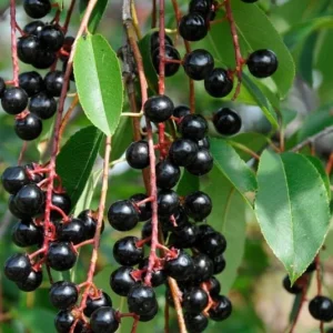 4 Black Cherry Trees Prunus Serotina Sweet Fruit Live Plants 2-3 Ft Tall - Image 8