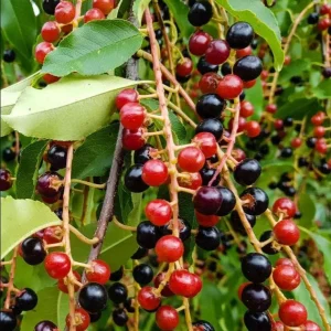 4 Black Cherry Trees Prunus Serotina Sweet Fruit Live Plants 2-3 Ft Tall - Image 9