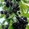4 Black Cherry Trees Prunus Serotina Sweet Fruit Live Plants 2-3 Ft Tall - Image 1