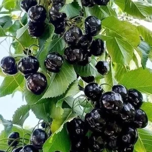 4 Black Cherry Trees Prunus Serotina Sweet Fruit Live Plants 2-3 Ft Tall - Image 1