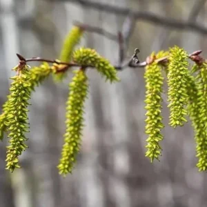 4 Golden Quaking Aspen Live Bare Root Trees - 2-3 Ft Tall - Outdoor - Image 10