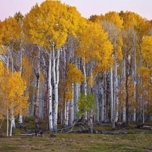4 Golden Quaking Aspen Live Bare Root Trees - 2-3 Ft Tall - Outdoor - Image 3