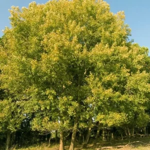 4 Golden Quaking Aspen Live Bare Root Trees - 2-3 Ft Tall - Outdoor - Image 6