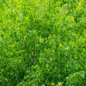 4 Golden Quaking Aspen Live Bare Root Trees - 2-3 Ft Tall - Outdoor - Image 8