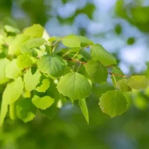 4 Golden Quaking Aspen Live Bare Root Trees - 2-3 Ft Tall - Outdoor - Image 9