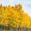 4 Golden Quaking Aspen Live Bare Root Trees - 2-3 Ft Tall - Outdoor - Image 1