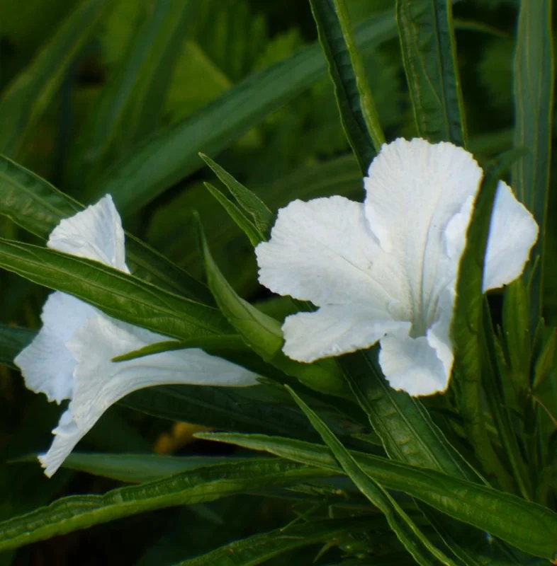 4 Katie's Dwarf White Ruellia Live Starter Plants – Mexican Petunia – White Flowers – 4-9 Inch Tall - Image 2