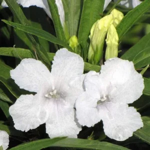 4 Katie's Dwarf White Ruellia Live Starter Plants – Mexican Petunia – White Flowers – 4-9 Inch Tall - Image 4