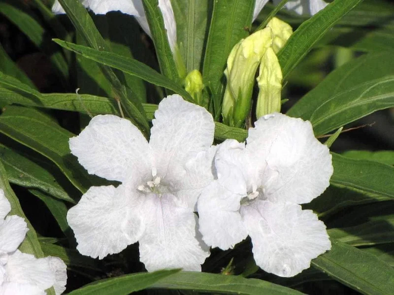 4 Katie's Dwarf White Ruellia Live Starter Plants – Mexican Petunia – White Flowers – 4-9 Inch Tall - Image 4