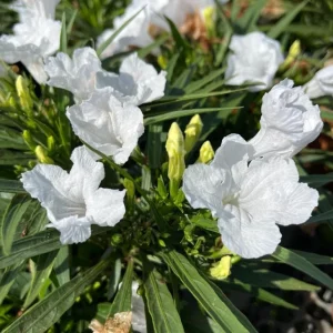 4 Katie's Dwarf White Ruellia Live Starter Plants – Mexican Petunia – White Flowers – 4-9 Inch Tall - Image 5
