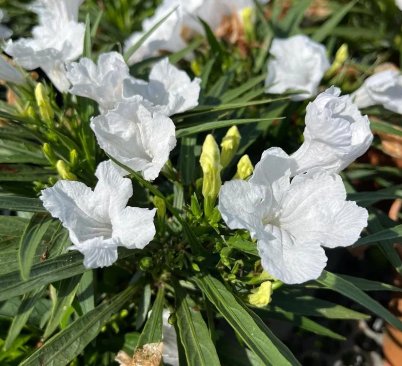 4 Katie's Dwarf White Ruellia Live Starter Plants – Mexican Petunia – White Flowers – 4-9 Inch Tall - Image 5