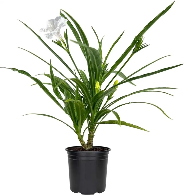 4 Katie's Dwarf White Ruellia Live Starter Plants – Mexican Petunia – White Flowers – 4-9 Inch Tall - Image 7