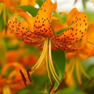 4 Large Tiger Lily Bulbs - Orange Lilies (Lilium Lancifolium Splendens) Size 14-16cm - Image 4