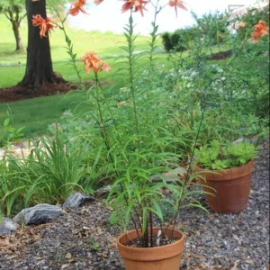 4 Large Tiger Lily Bulbs - Orange Lilies (Lilium Lancifolium Splendens) Size 14-16cm - Image 9